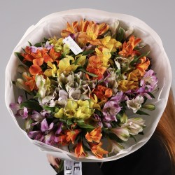 Яркая альстромерия разноцветная